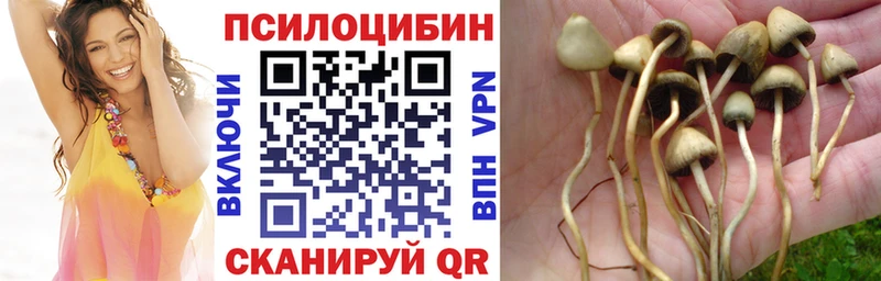 где купить наркотик Краснознаменск Галлюциногенные грибы MAGIC MUSHROOMS